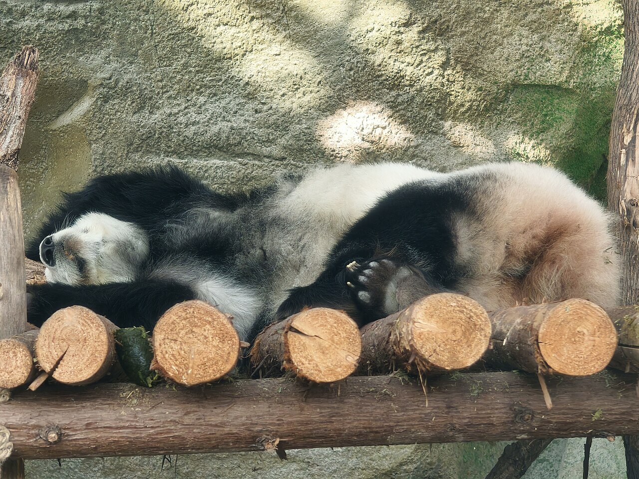 A giant panda resting on a wooden platform at Chengdu Panda Base